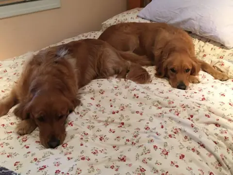 Bella and Luna, two golden retrievers, lying together on a bed with a flowery cover