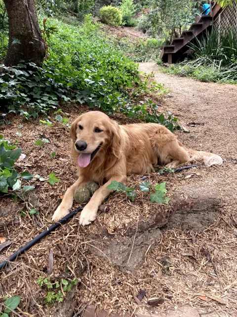 A golden retriever resting in the garden with a tennis ball