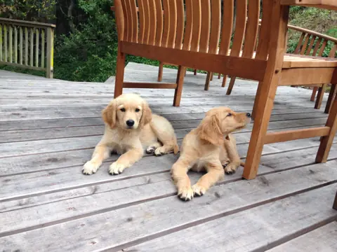 Bella and Luna as puppies on the deck